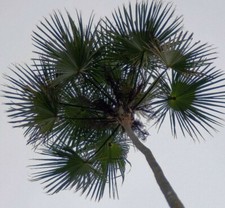 Samen silber palme gebraucht kaufen  Deutschland