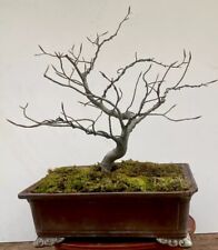 Bonsai faggio fagus usato  Guiglia