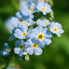 Myosotis palustris pond for sale  GLASGOW
