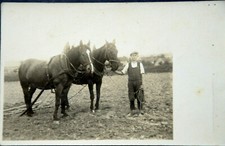 47388 cheval jeune d'occasion 47388 cheval jeune d'occasion  Expédié en France