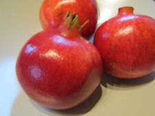 Punica granatum dente gebraucht kaufen  Wuppertal