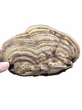 Fungus natural dried for sale  Stow