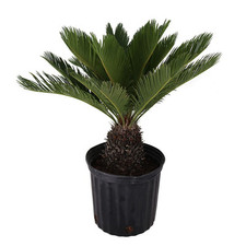 Live king sago for sale  Brentwood