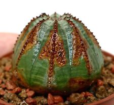 Euporbia obesa freccia usato  Napoli