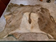 Vintage professional taxidermy for sale  Bernard