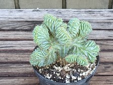 Myrtillocactus geometrizans cv for sale  Homestead