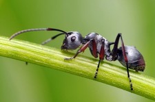 Fondations fourmis d'occasion  Boulay-Moselle