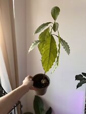 Avocado tree for sale  LONDON