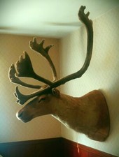 Stunning alaskan caribou for sale  Canton
