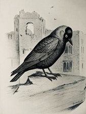 C1896 antique bird for sale  UK