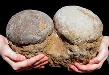 100 real dinosaur for sale  Lancaster