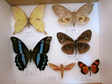 Butterfly moth collection for sale  WATERLOOVILLE