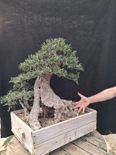 Bonsai olivo selvatico usato  Montevarchi