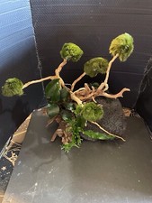 Aquarium bonsai handcrafted for sale  CARMARTHEN