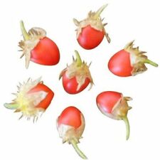 Litchitomate litchi tomate gebraucht kaufen  Schmidmühlen