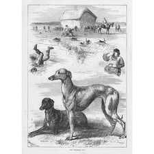 Coursing waterloo cup for sale  GLASGOW