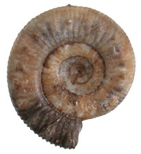 Lias peronoceras desplacei gebraucht kaufen  Erlangen