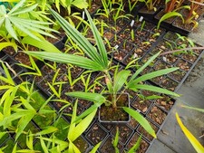 Trachycarpus martianus nepal for sale  HOLT