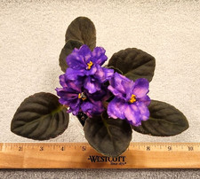 African violet plant for sale  Temple