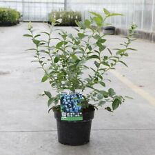 Blueberry darrow garden for sale  IPSWICH