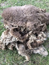 Shetland ewe whole for sale  BURY ST. EDMUNDS