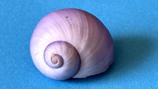 JANTHINA JANTHINA (CARACOL MARINHO VIOLETA) F+++ 17-24 MM comprar usado  Enviando para Brazil