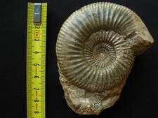 Ammonite bajocien garantiana d'occasion  La Chapelle-Saint-Luc