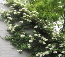 Climbing hydrangea anomala for sale  Pelzer