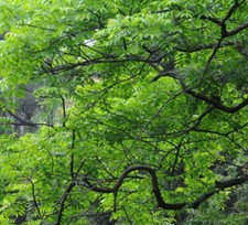 Choerospondias axillaris prugn usato  Napoli