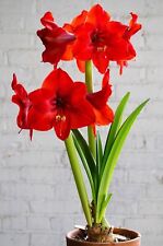 Christmas plant red for sale  NORTHWICH