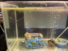 27x mix guppy for sale  Rowland Heights