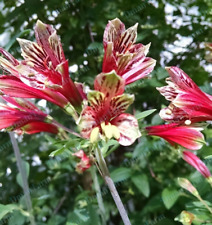 Peruvian parrot lily for sale  Monroe