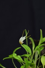 Orchidea elachrys masdevallia usato  Spedire a Italy
