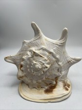Seashell cassis cornuta for sale  Pleasant Garden
