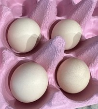 Serama hatching eggs for sale  Selma