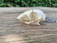 Grey squirrel skull for sale  HULL
