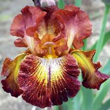 iris plants for sale  San Marcos