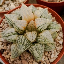 Haworthia picta cobra usato  Porto Cesareo