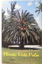 palm date tree for sale  Wilmington