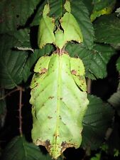 Phyllium giganteum eggs usato  Val di Nizza