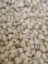 Allium triquetum bulbs. for sale  THORNTON HEATH