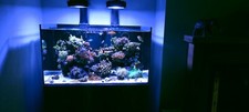 Marine reef complete for sale  BLYTH