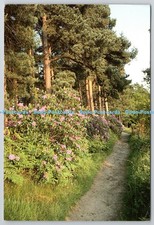 D307022 pinetum halliday for sale  WARLINGHAM