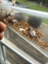 Colonie fourmis lasius d'occasion  Le Petit-Quevilly