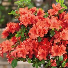 Azalea orange beauty for sale  GLASGOW