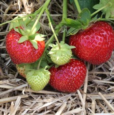 Garten erdbeere elan gebraucht kaufen  Bad Zwischenahn