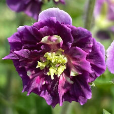 Geranium joseph green for sale  UK