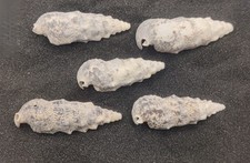 Cerith shells hermit for sale  REDRUTH
