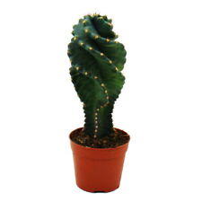 Cereus jamacaru spiralis gebraucht kaufen  Zweibrücken