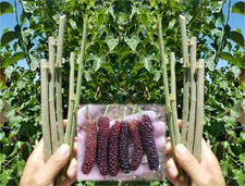 10x pakistan mulberry for sale  Chandler